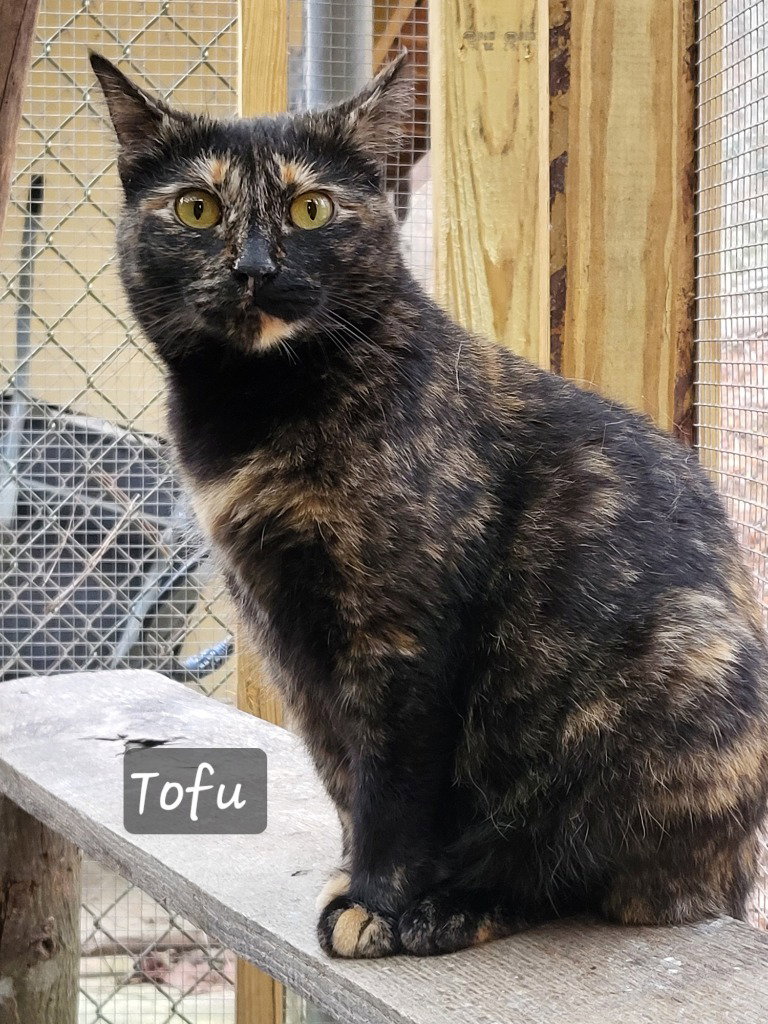 Tofu Image