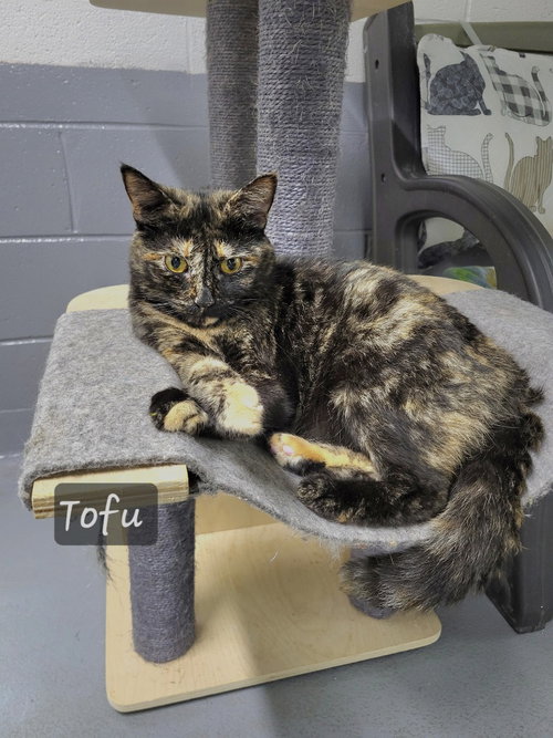 TOFU - Domestic Short Hair available for adoption