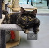 Tofu - Photo 3