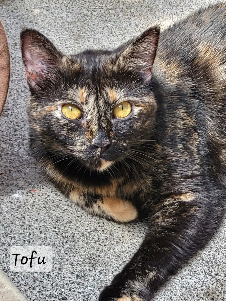 Tofu - Domestic Short Hair