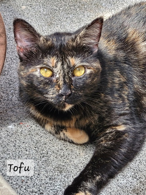 picture of the cat needing adoption