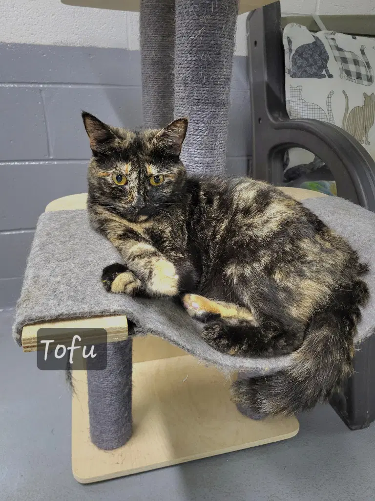 Tofu image 2