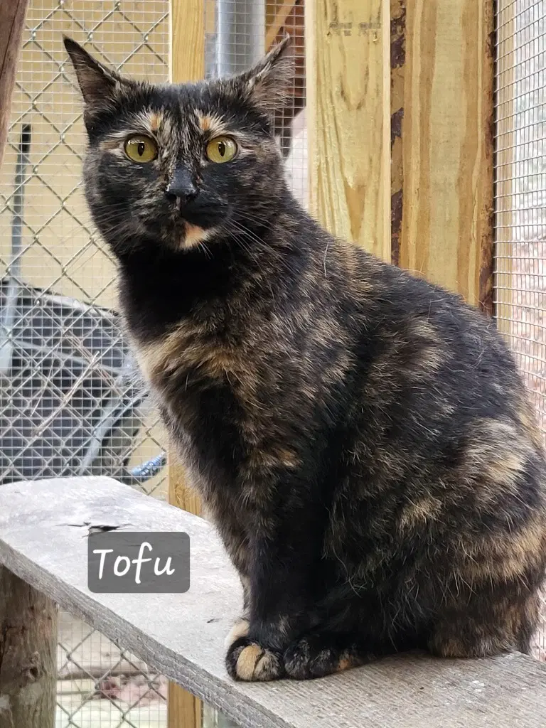 Tofu image 3