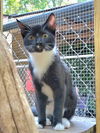 adoptable Cat in  named Freya