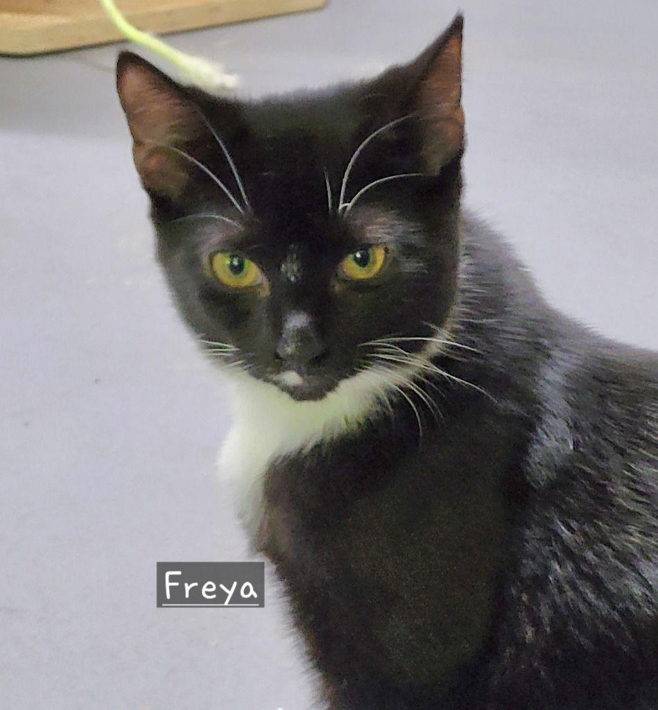 adoptable Cat in Ellijay, GA named Freya