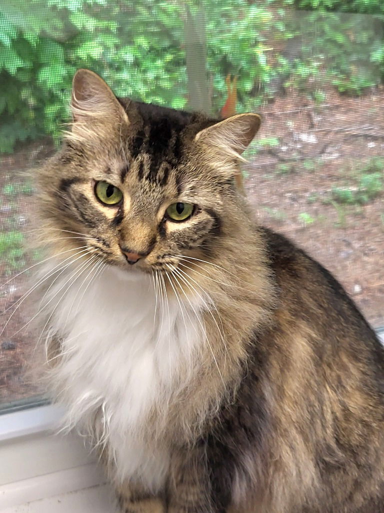 adoptable Cat in Ellijay, GA named Nala