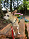 adoptable Dog in  named Tipper