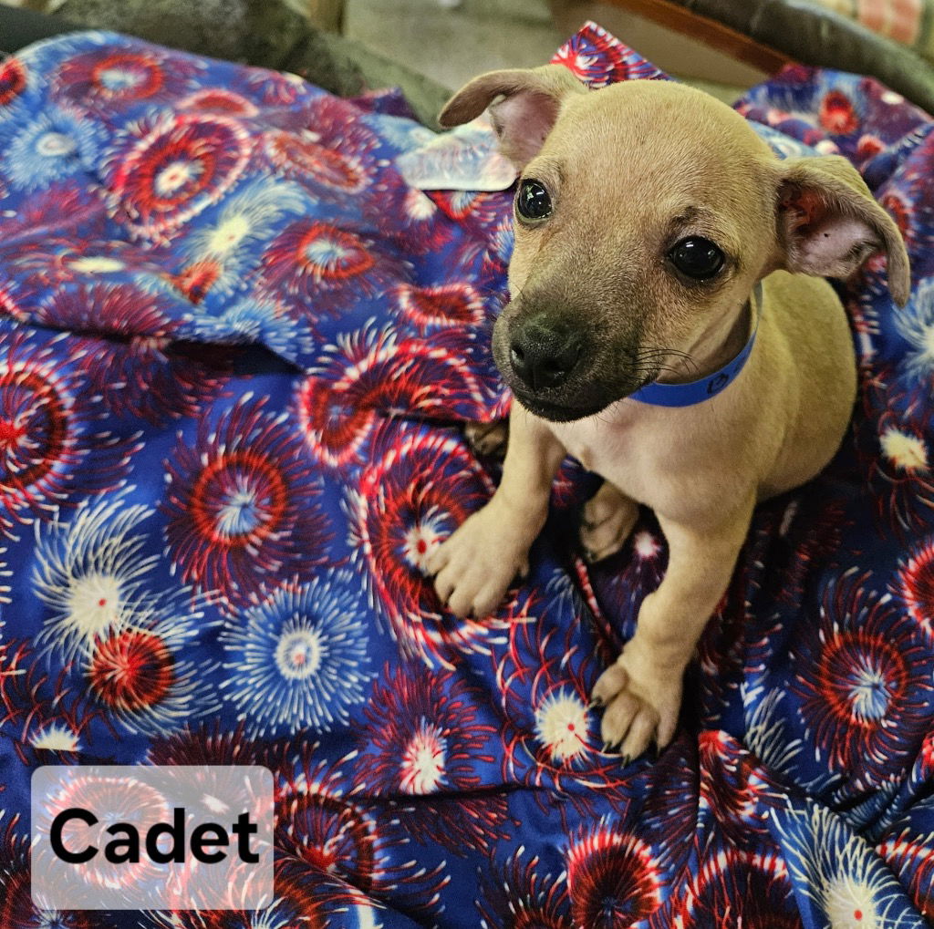 adoptable Dog in Ellijay, GA named Cadet