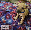 adoptable Dog in  named Cadet