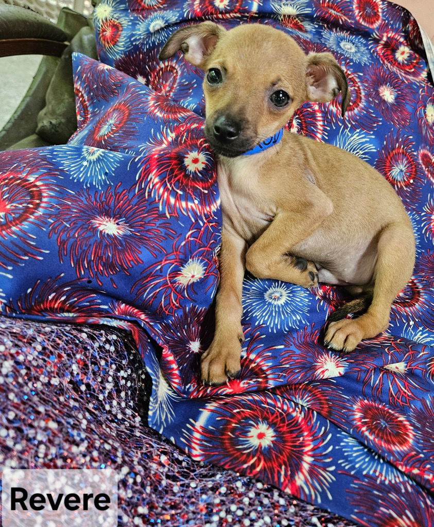 adoptable Dog in Ellijay, GA named Revere