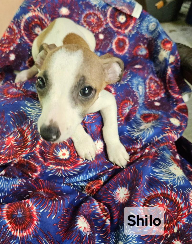 adoptable Dog in Ellijay, GA named Shiloh