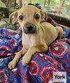 adoptable Dog in  named York