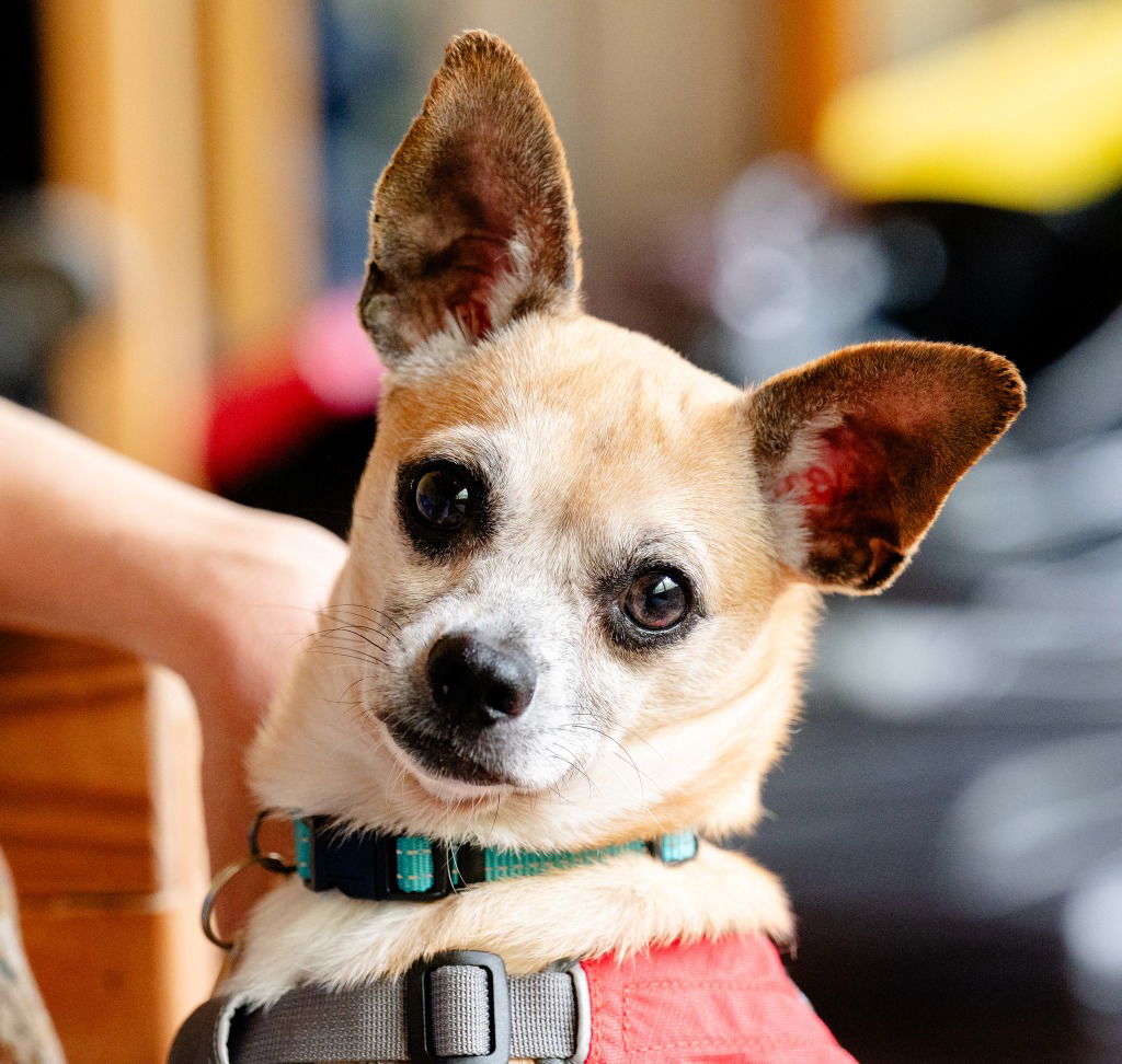 adoptable Dog in Ellijay, GA named Jae