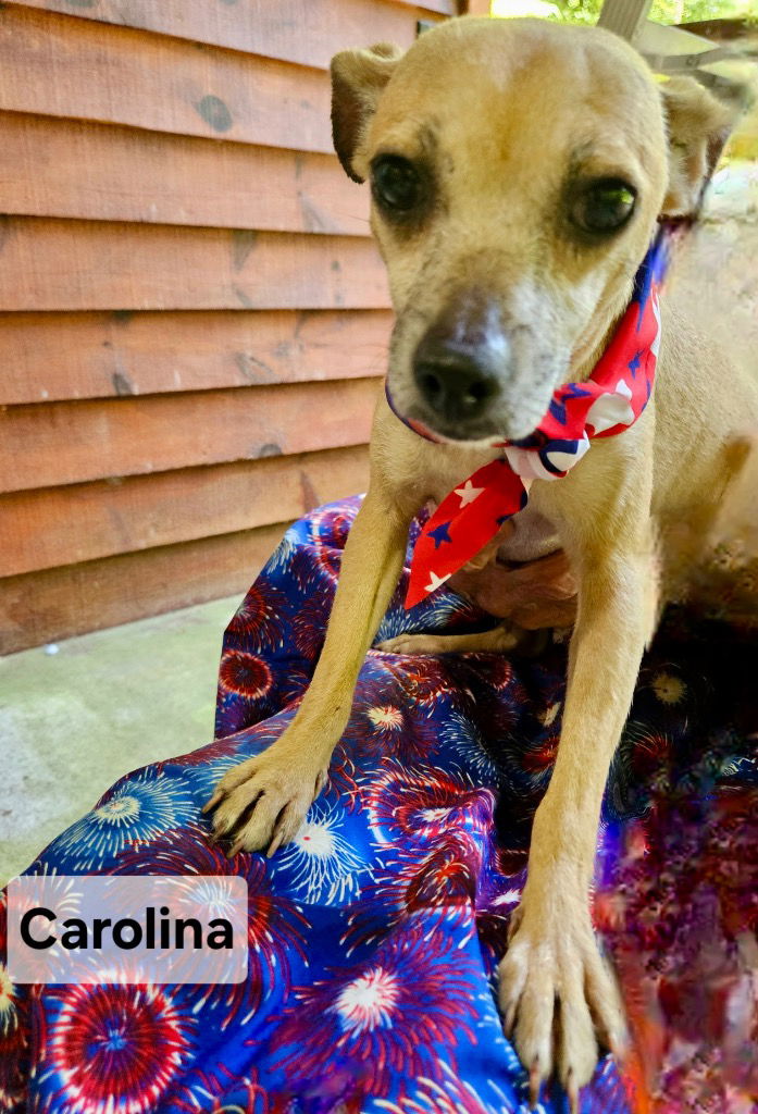 adoptable Dog in Ellijay, GA named Carolina