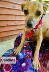 adoptable Dog in  named Carolina