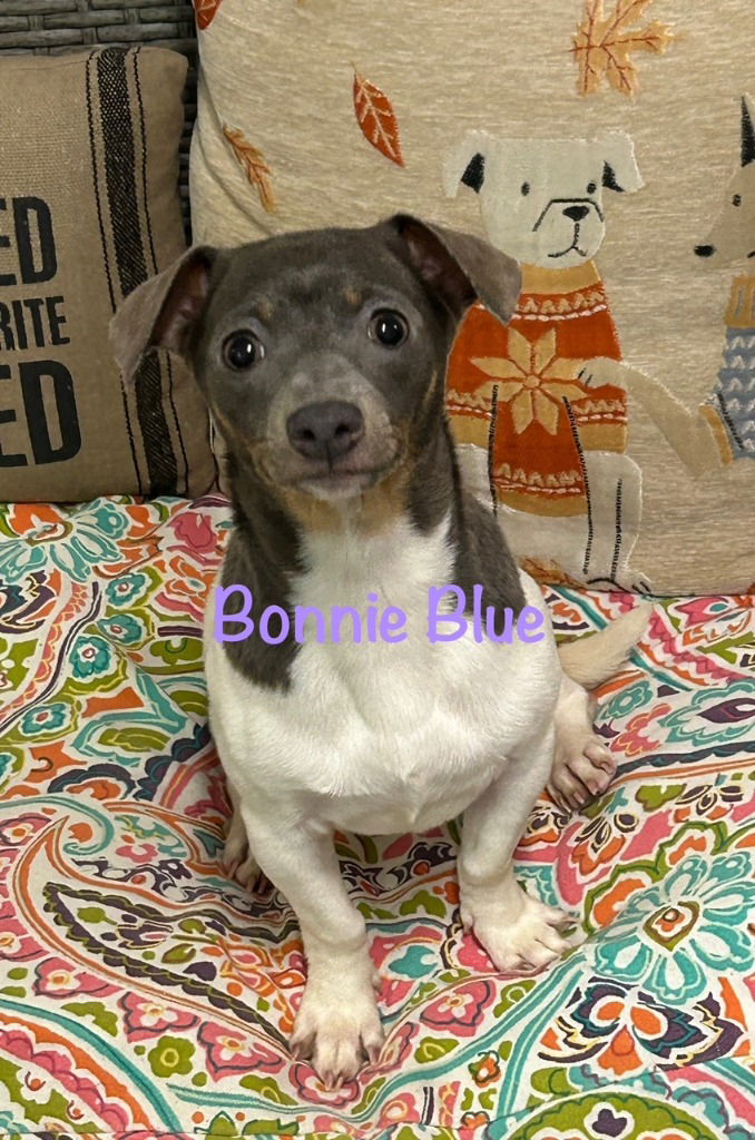 adoptable Dog in Ellijay, GA named Bonnie blue
