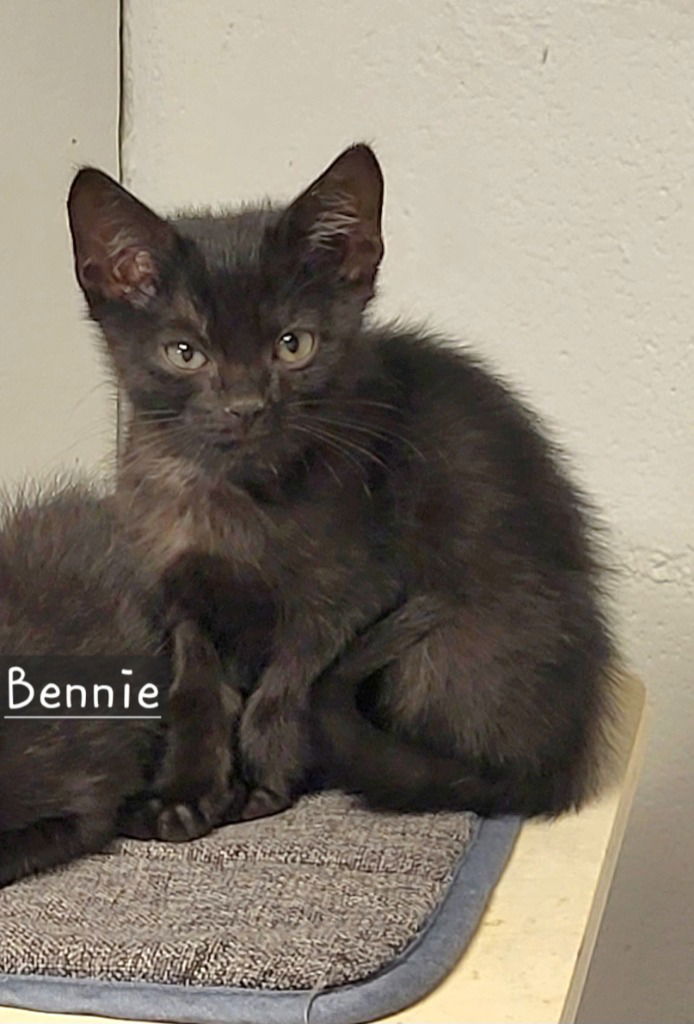 adoptable Cat in Ellijay, GA named Bennie