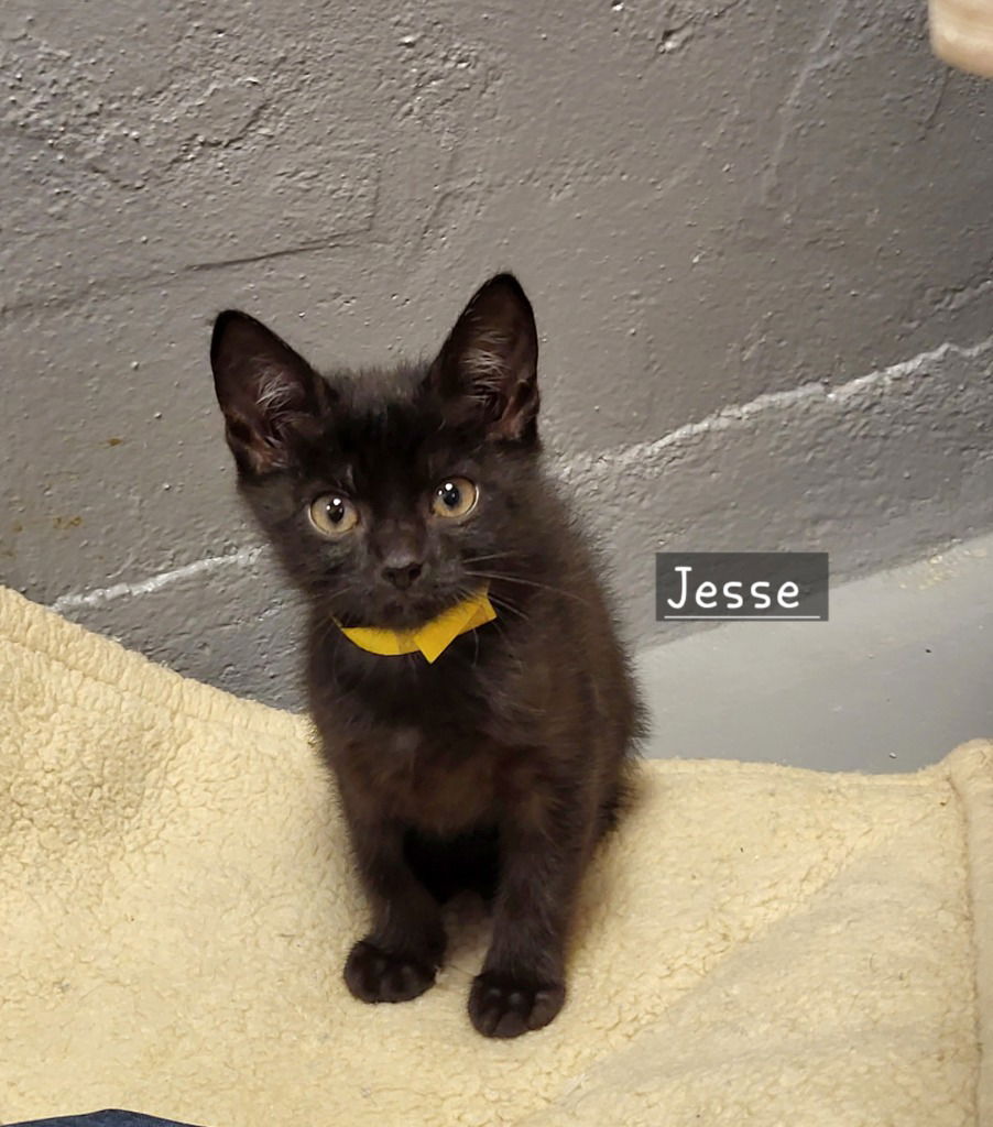adoptable Cat in Ellijay, GA named Jesse