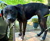 adoptable Dog in  named Rosalee