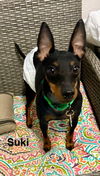 adoptable Dog in  named Suki