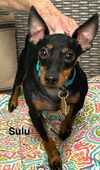 adoptable Dog in  named Sulu