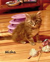 adoptable Cat in , GA named Misha