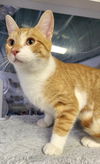 adoptable Cat in , GA named Ronald