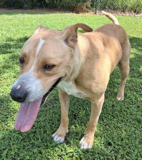 TEDDY/BEAU - Labrador Retriever / Terrier available for adoption
