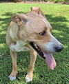 Teddy/Beau - Photo 2