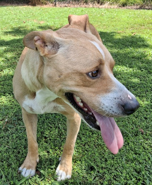 TEDDY/BEAU - Labrador Retriever / Terrier available for adoption