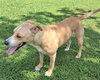 Teddy/Beau - Photo 3