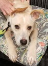 Teddy/Beau - Photo 4