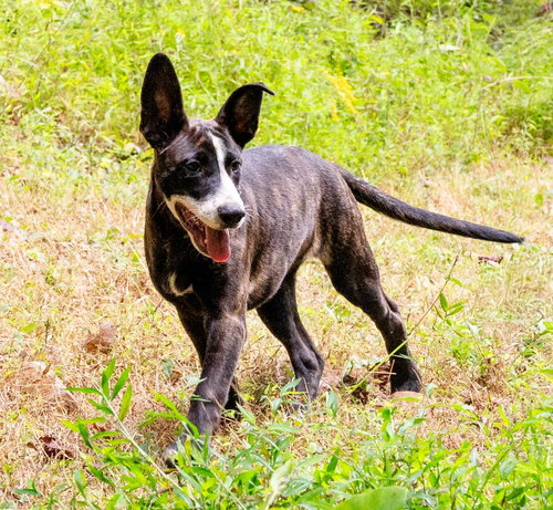 ALBERTA - Terrier available for adoption