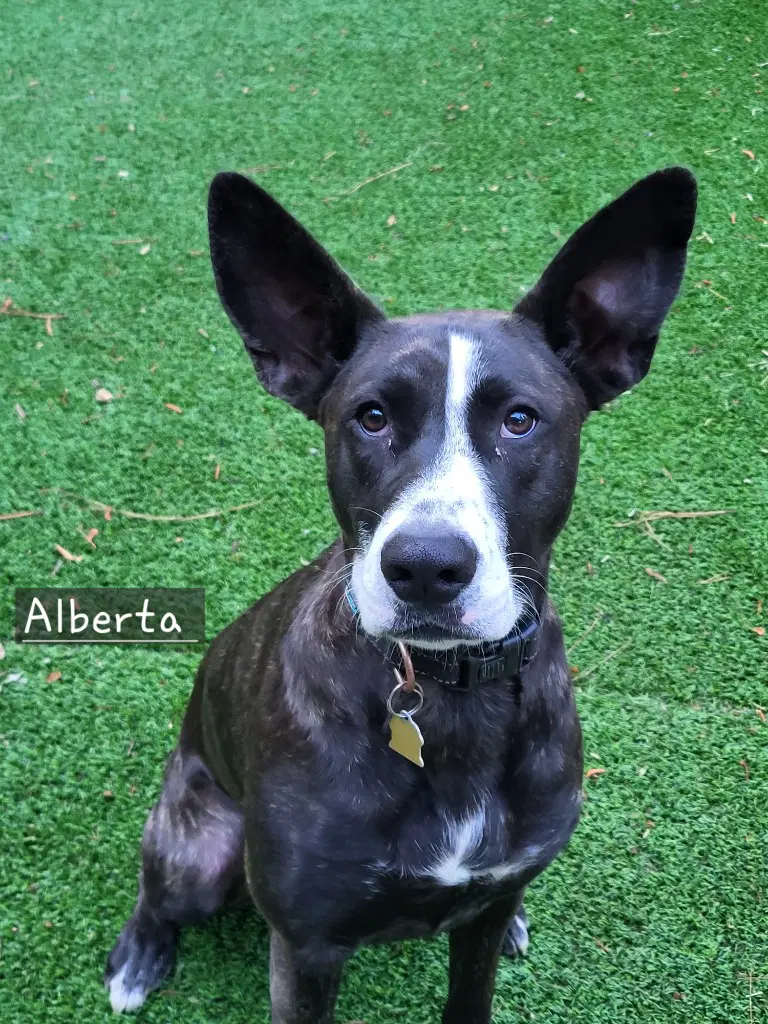 Alberta - Terrier