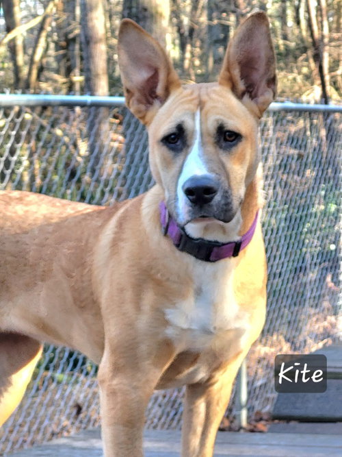 KITE - Terrier available for adoption