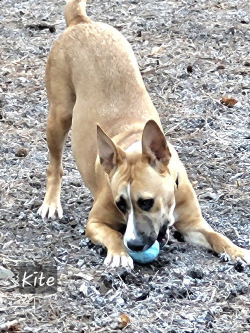 KITE - Terrier available for adoption