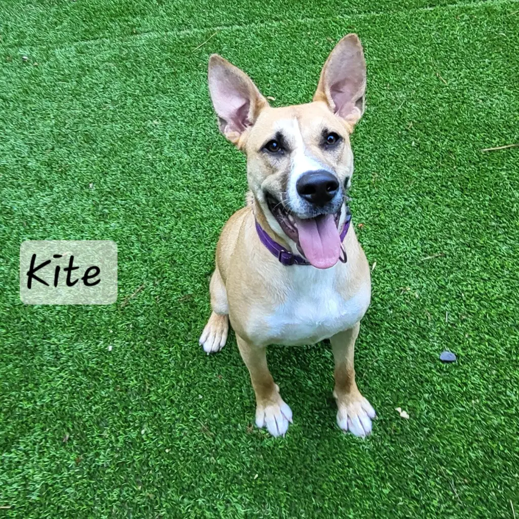 Kite image 4