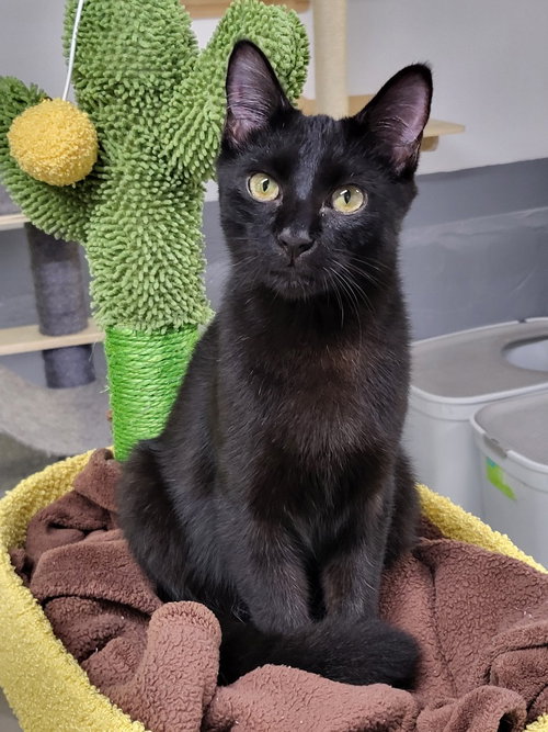 picture of the cat needing adoption