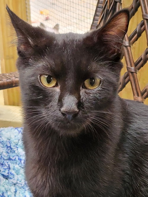 MONET - Domestic Short Hair available for adoption