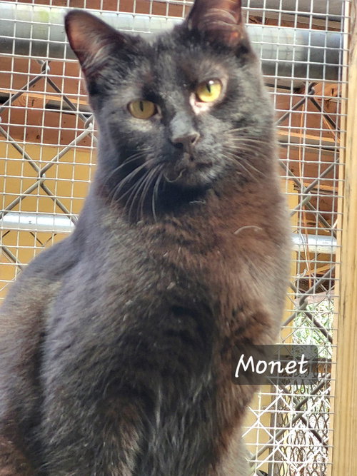 picture of the cat needing adoption