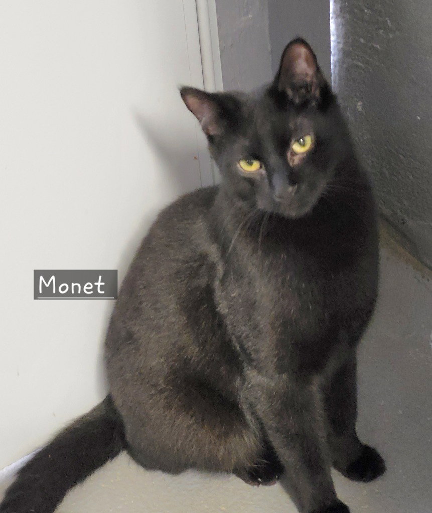 Monet Image