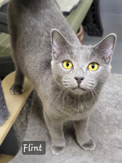 FLINT - Domestic Short Hair available for adoption