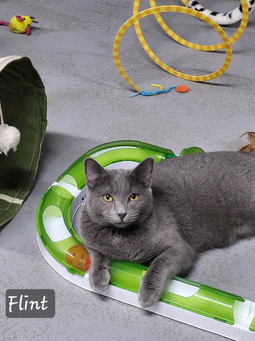 FLINT - Domestic Short Hair available for adoption