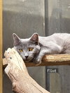 Flint - Photo 3