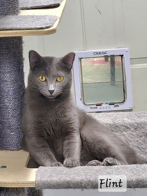 Flint, a cat for adoption from Homeward Bound Pet Rescue Inc. of Gilmer County