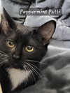 Peppermint Patti - Photo 4