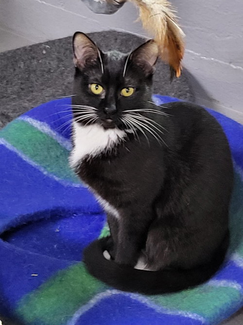 picture of the cat needing adoption