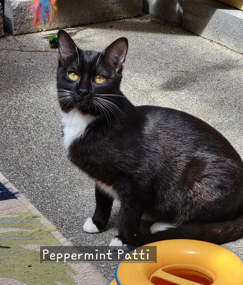 PEPPERMINT PATTI - Domestic Short Hair available for adoption