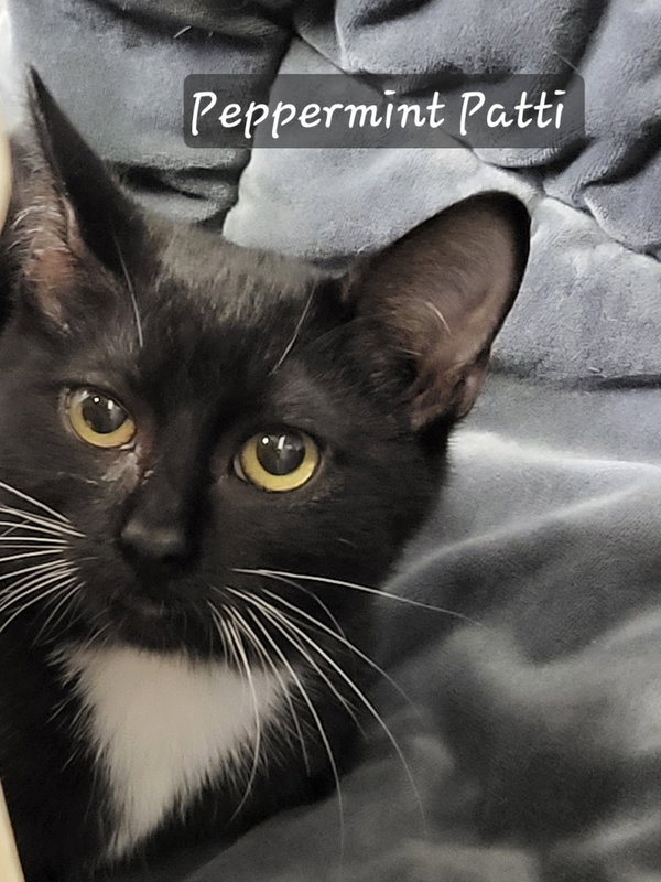 Peppermint Patti