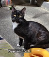 Peppermint Patti - Photo 2
